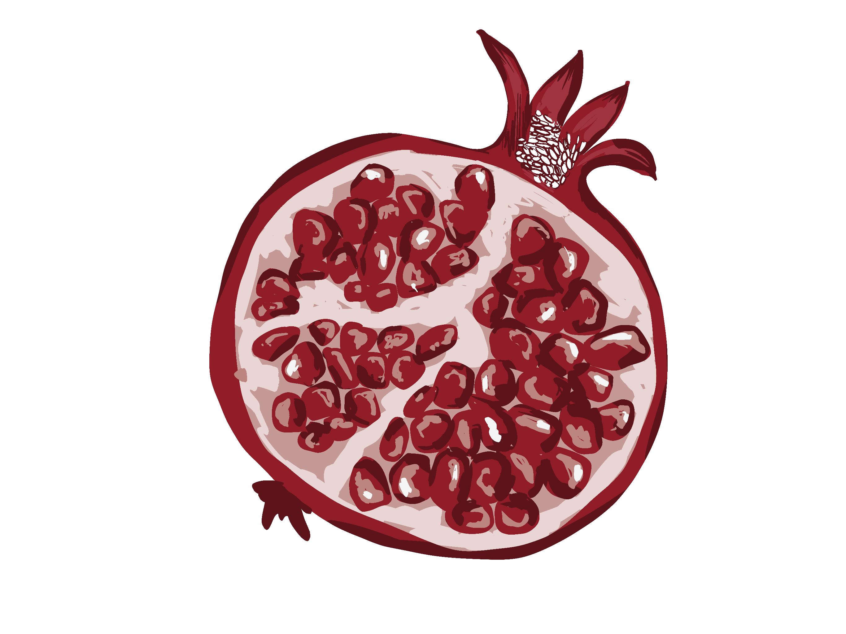 Pomegranate cross-section